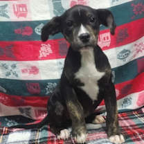 Thumbnail photo of 251853  Peppermint #1