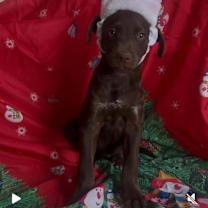 Thumbnail photo of Oliver #4