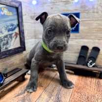 Thumbnail photo of Alta #4