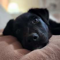 Thumbnail photo of Nova #1