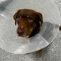 Thumbnail photo of Wrangler #1