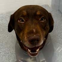 Thumbnail photo of Wrangler #2