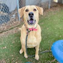 Thumbnail photo of *Aurelia* #2