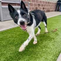 Thumbnail photo of *Blizzard* #1