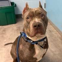 Thumbnail photo of Misha #3