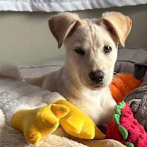 Thumbnail photo of Irvin #2