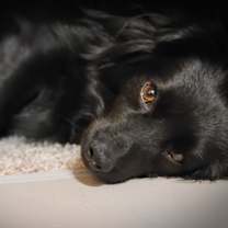 Thumbnail photo of Nala #1