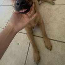 Thumbnail photo of Zorro #2