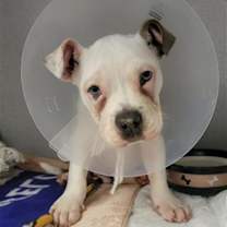 Thumbnail photo of *TURTLE #1