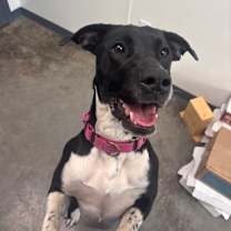 Thumbnail photo of Dixy #2