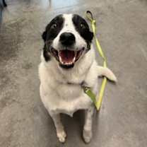 Thumbnail photo of Maisie #3