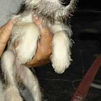 Thumbnail photo of Maisie #1