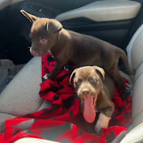 Thumbnail photo of Ivy and Eve #1