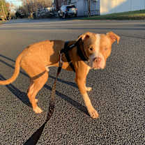 Thumbnail photo of Pinto Bean (CP) #2