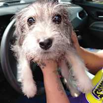 Thumbnail photo of Maisie #2