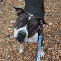 Thumbnail photo of Tulip #2