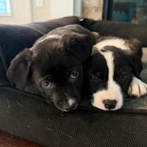 Thumbnail photo of Orzo #2