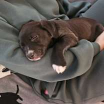 Thumbnail photo of Orzo #3