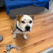 Thumbnail photo of Sage #1