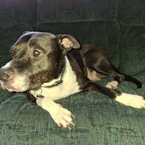 Thumbnail photo of Moose #1