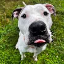 Thumbnail photo of Dually #1