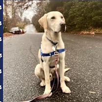 Thumbnail photo of Lemon Joy #1