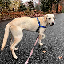 Thumbnail photo of Lemon Joy #2