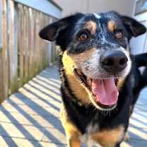 Thumbnail photo of Ozzie #1