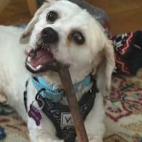 Thumbnail photo of Henry #3