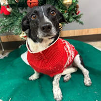 Thumbnail photo of Specks #3