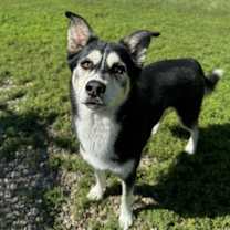 Thumbnail photo of Duke #2