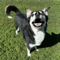 Thumbnail photo of Duke #3