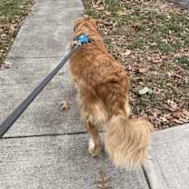 Thumbnail photo of Coco #3