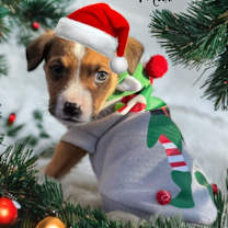 Thumbnail photo of Max #2