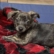 Thumbnail photo of Sawyer #1