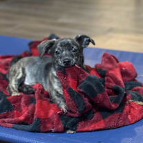 Thumbnail photo of Sawyer #2