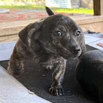 Thumbnail photo of Sawyer #4