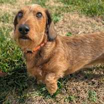 Thumbnail photo of Stevie in TN #2