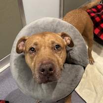 Thumbnail photo of Libby #4