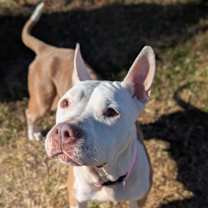 Thumbnail photo of Strawberry Gusher - In Foster #2