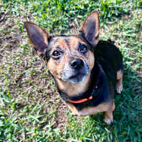 Thumbnail photo of Teddy #1