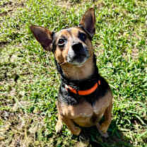 Thumbnail photo of Teddy #4