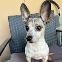 Thumbnail photo of Winston #3