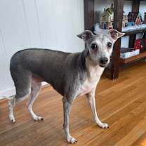 Thumbnail photo of Angel #1