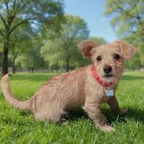 Thumbnail photo of Freddie #4