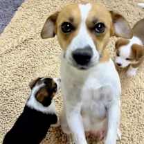 Thumbnail photo of Macy #1