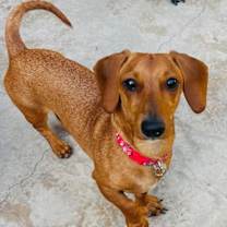 Thumbnail photo of Millie  -  So Ca #1