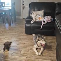 Thumbnail photo of Lilo #3