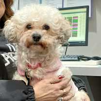 Thumbnail photo of Choochie #1