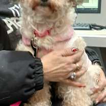 Thumbnail photo of Choochie #2